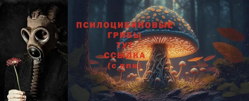 купить наркоту  omg как зайти  Галлюциногенные грибы MAGIC MUSHROOMS  Жуковка 