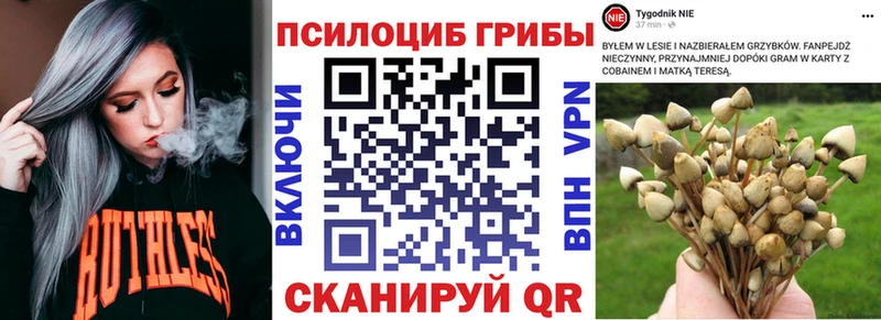 закладки Жуковка Псилоцибиновые грибы Cubensis